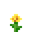 dandelion is not found