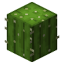 cactus is not found